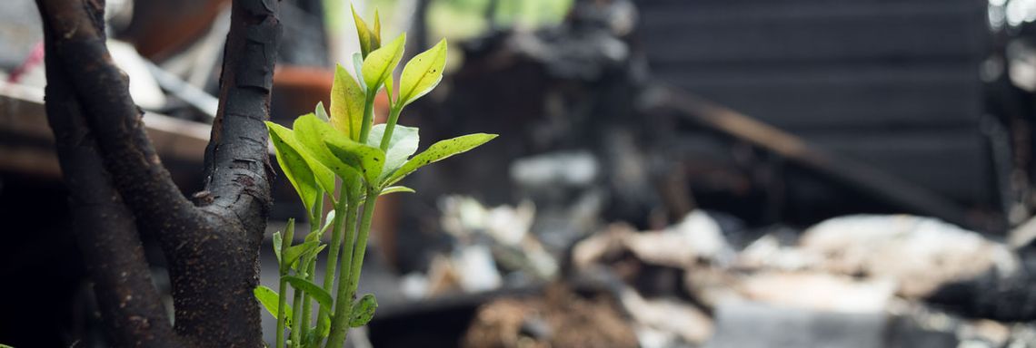 Brandschadensanierung mit Alpin- & Umwelt-Service Löwinger GmbH aus Dresden